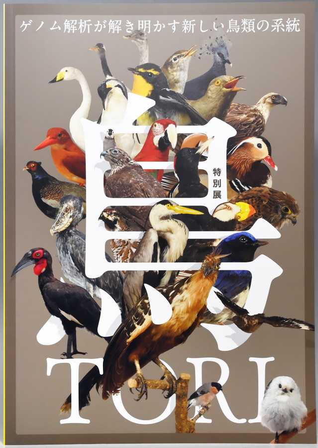 特別展「鳥」2025 レポート その6 ときてっと TOKITETO