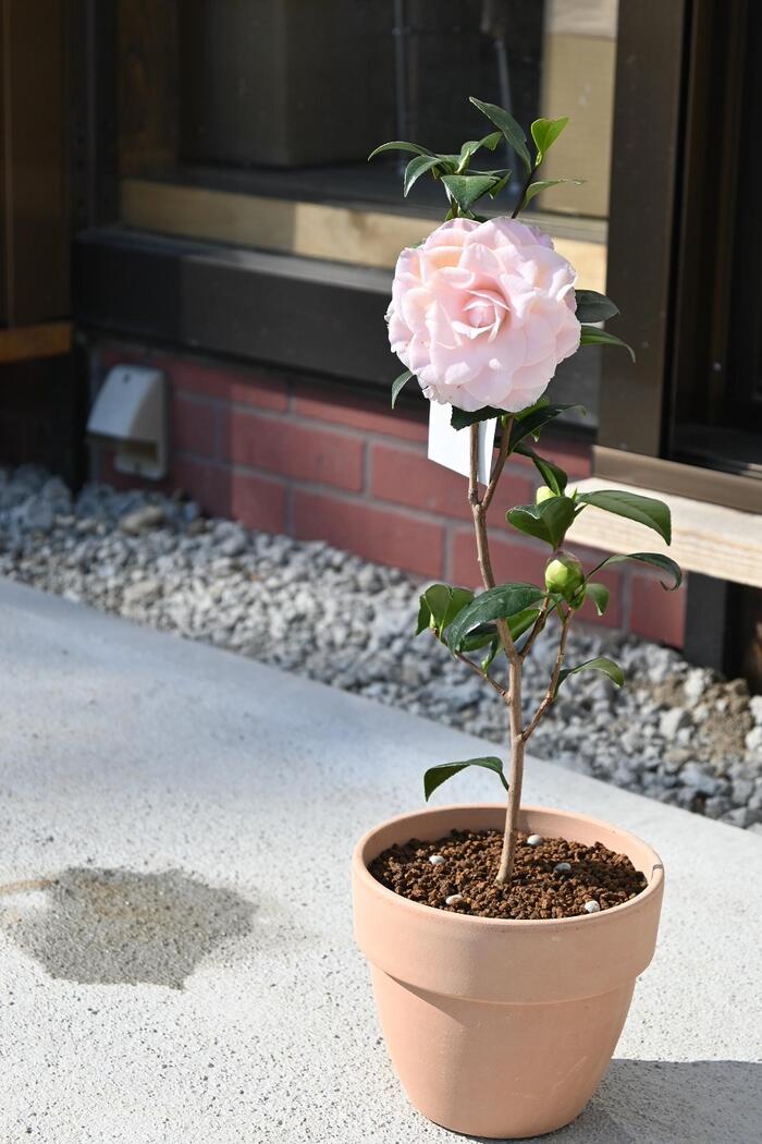 楽天市場】鉢植え椿ヌオチズパール椿 挿し木 : 園芸百貨店何でも揃うこ