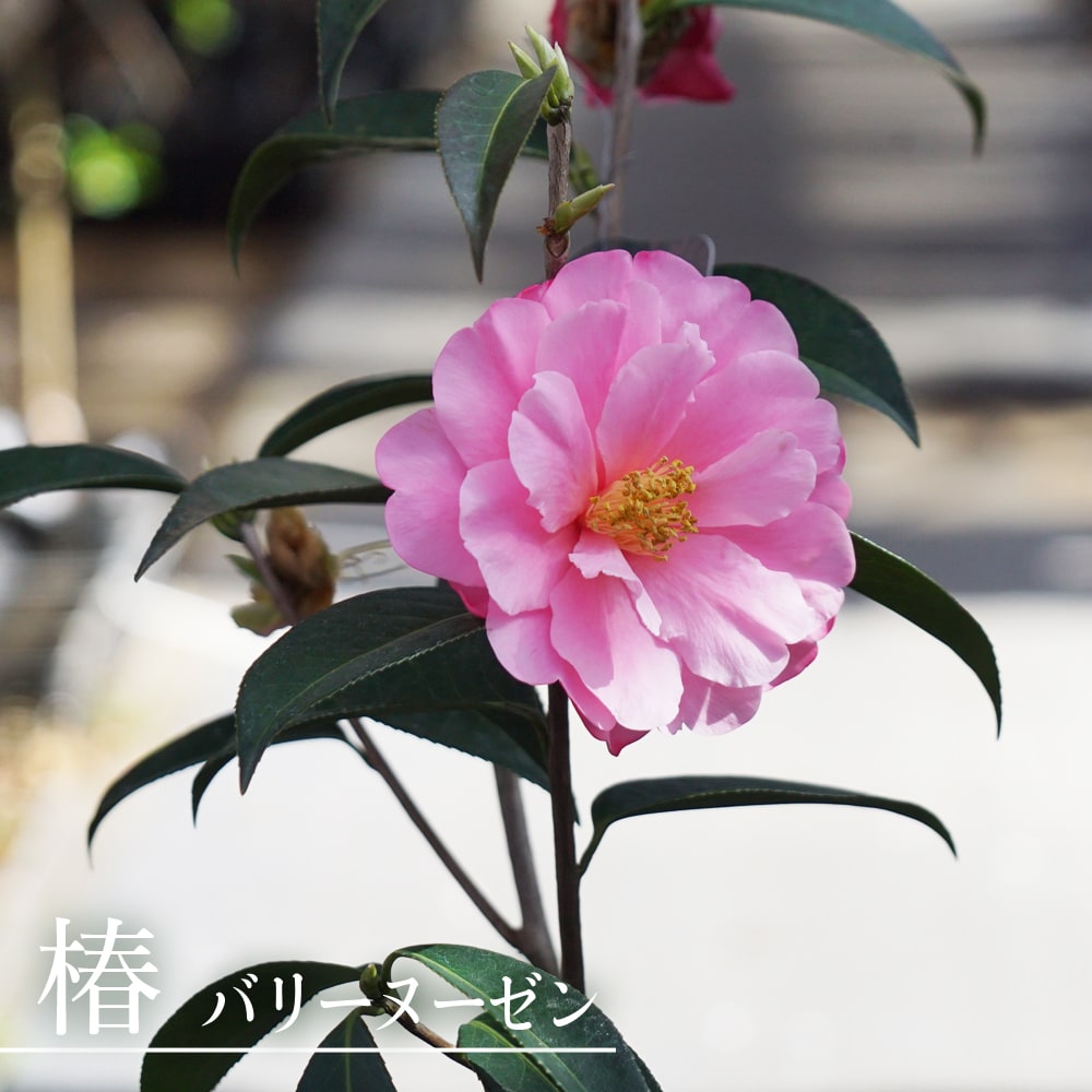 楽天市場】椿 苗 【バリーヌーゼン】 白鉢植え 開花 12～4月頃 : 苗木