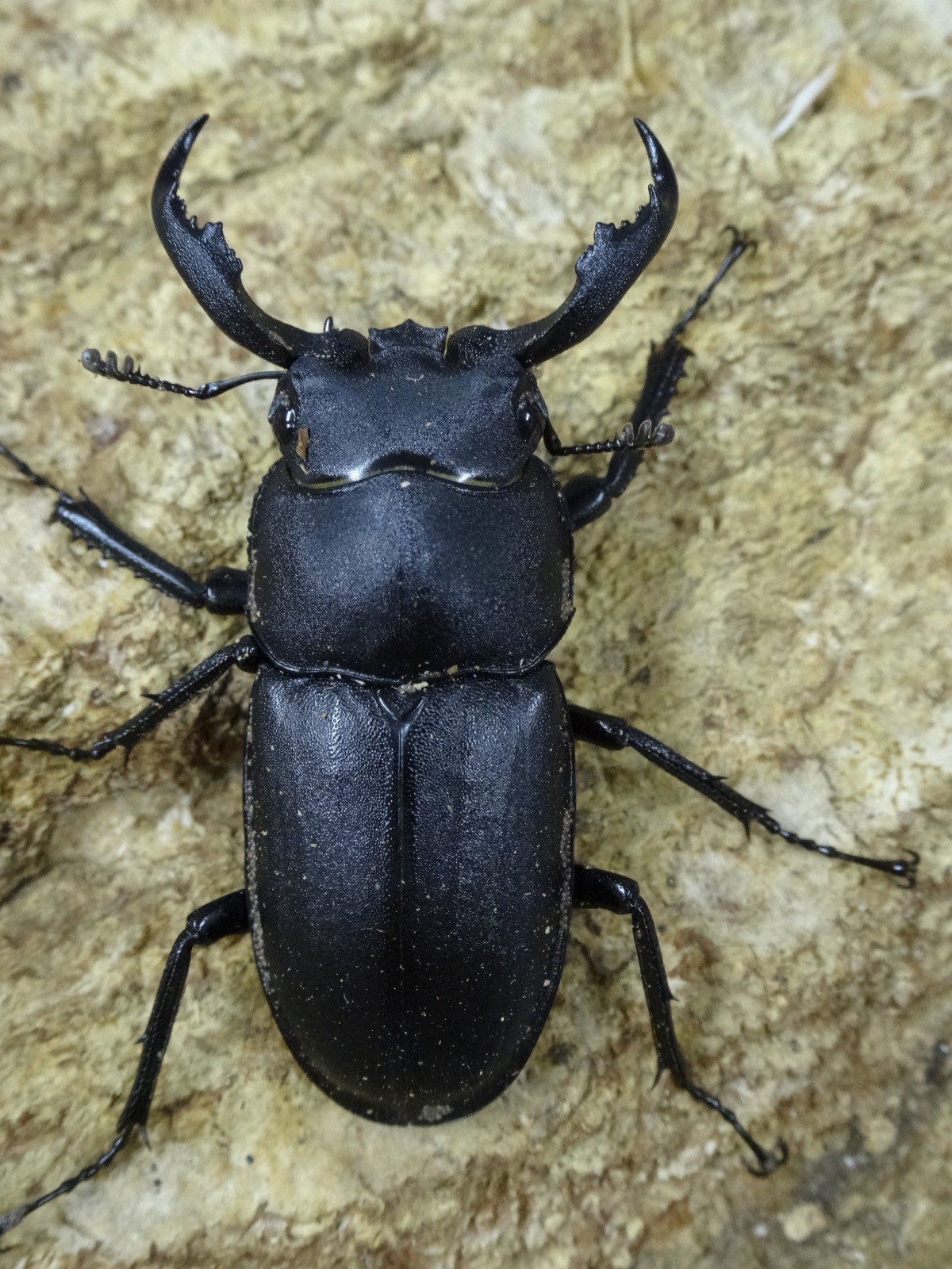 アマミシカクワガタ 37ミリペア - クワガタ横丁