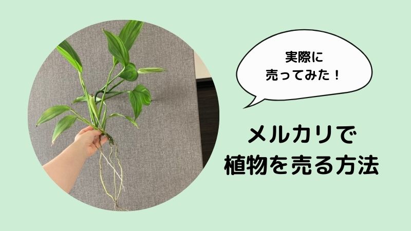 メルカリで植物が売れた！梱包はどうする？第四種郵便って何