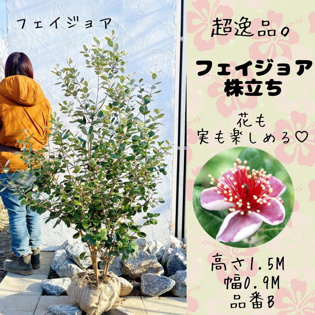 超逸品。フェイジョア株立ち1.5M(鉢底から)品番A フェイジョア 株立ち 約1.5m 規格販売 植木 苗木 大苗 お買い得な